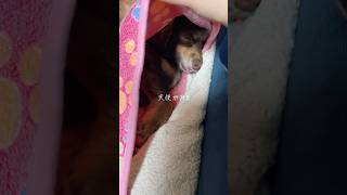 天使がおる😇 #shorts