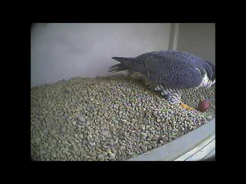 17:59 1st egg Falcon Peregrines Columbus Ohio 24 Mar 2017