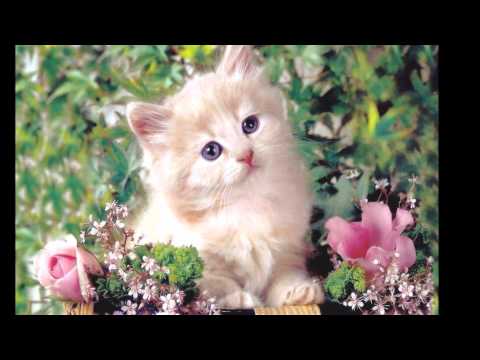 Homenagem de Rosemeire a Mateus Diego