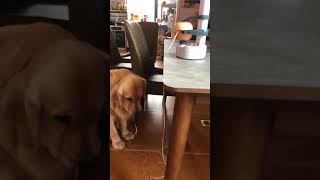 Dog eating apple peel