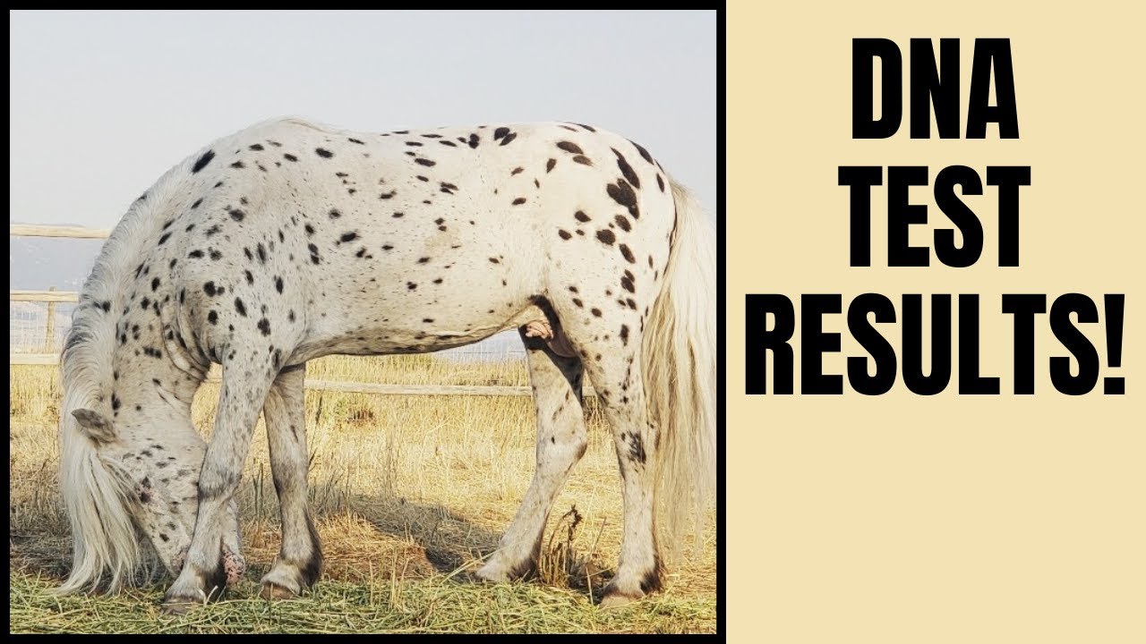 RESCUE Stallion is WHAT Breed!  DNA test revealed!