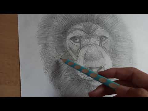 Dobrodružná kniha Cesta z džungle od 12leté autorky