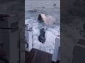 "Sharks Hunt Seals, Seals Flee and Seek Shelter on Yacht",😮 #shark #seal #yacht