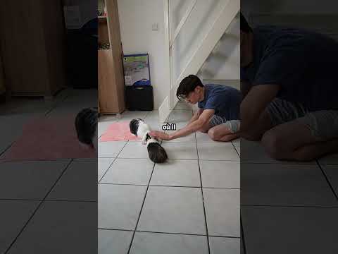Mon lapin dans ces 3 situations bizarres 🐰