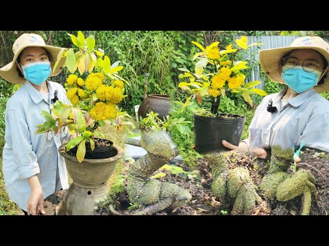 Chợ Mai 27/4/2023☎️0388518535👉🏻Cúc Vạn Phúc✨️Hoàng Huyết Long liền Cốt🛑Đế Đẹp✨️Giá Rẻ☀️CS Cần Thơ HG