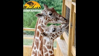 April the Giraffe & Tajiri - Giraffe Yard Cam - Animal Adventure Park