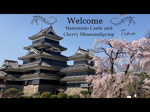 Matsumoto Castle and Cherry Blossoms