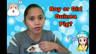 HOW TO TELL THE GENDER OF A GUINEA PIG