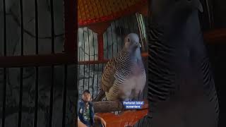 Download lagu Kutut Lokal Gacor #perkutut #burung #perkututlembur #prekututlokal mp3