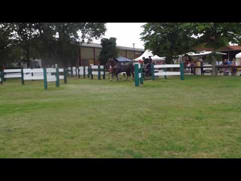 Fahrturnier Ostenfelde 15.8.2021