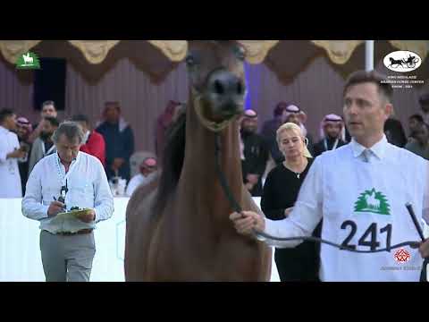 N 241 SADEH AL KHALEDIAH   King Abdulaziz Arabian Horse Center Show 2021   Colts 3 Years Old Class 9