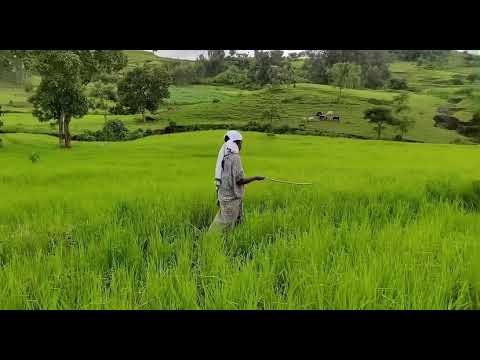 Amhara region: Beautiful land in Gonder province land of Amhara people Amhara culture #amhara