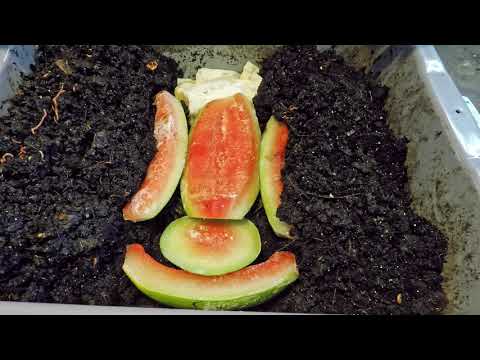 Feeding two 100-day old worm bins melon & quinoa.. mustiness gone - vermicomposting