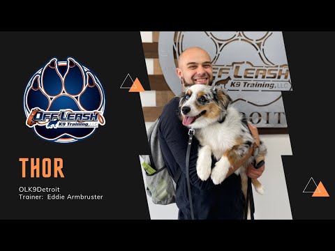 6 m/o Miniature Australian Shepherd “Thor” l The God of Obedience l Trainer Eddie Armbruster