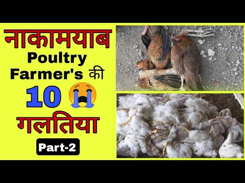 10 mistake by broiler - gavran poultry farm maharashtra | desi dp cross murgi palan | ffg kuroiler |