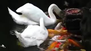 Unreal swan feeding koi fish!