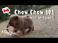 Chow Chow 101 With A Chow Chow Breeder