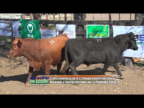 1° Jura Fenotípica de la 5ta. Prueba Pastoril Angus del Litoral - Julian Pessolani