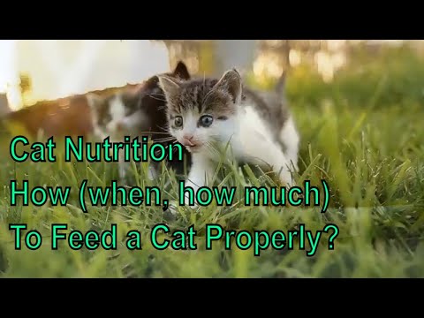 Cat Nutrition - How (when, how much) To Feed a Cat Properly?