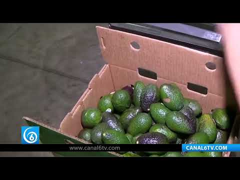 Video: Michoacán impulsa certificación de aguacate