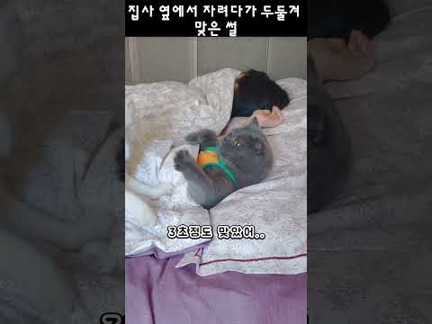집사 옆에서 자려다가 두둘겨 맞은 썰