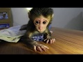 First Day Orphan Baby Martin Has Been Rescued