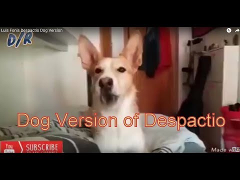 Luis Fonis Despactio Dog Version