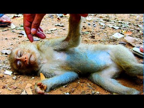 Awesome ! Save life of abandoned small monkey from dog | To be continue