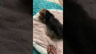 Andy is settling in at the rescue house… Andy is settling in at the rescue house…