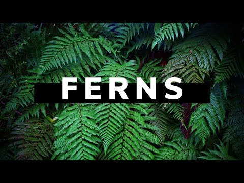Plant Video- Understand more about Ferns