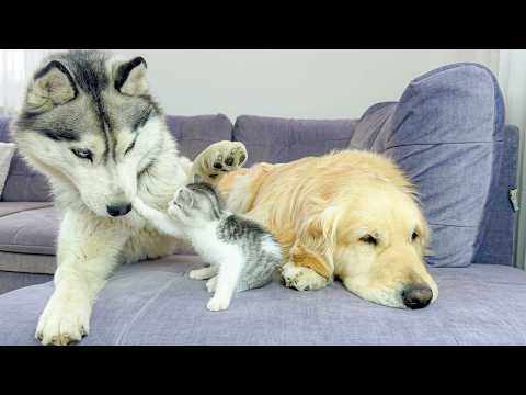 YouTube 썸네일