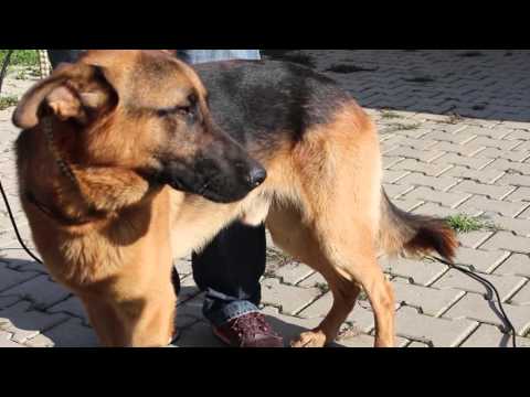 Fisi Faunes - Sezoni 3 / Episodi 12