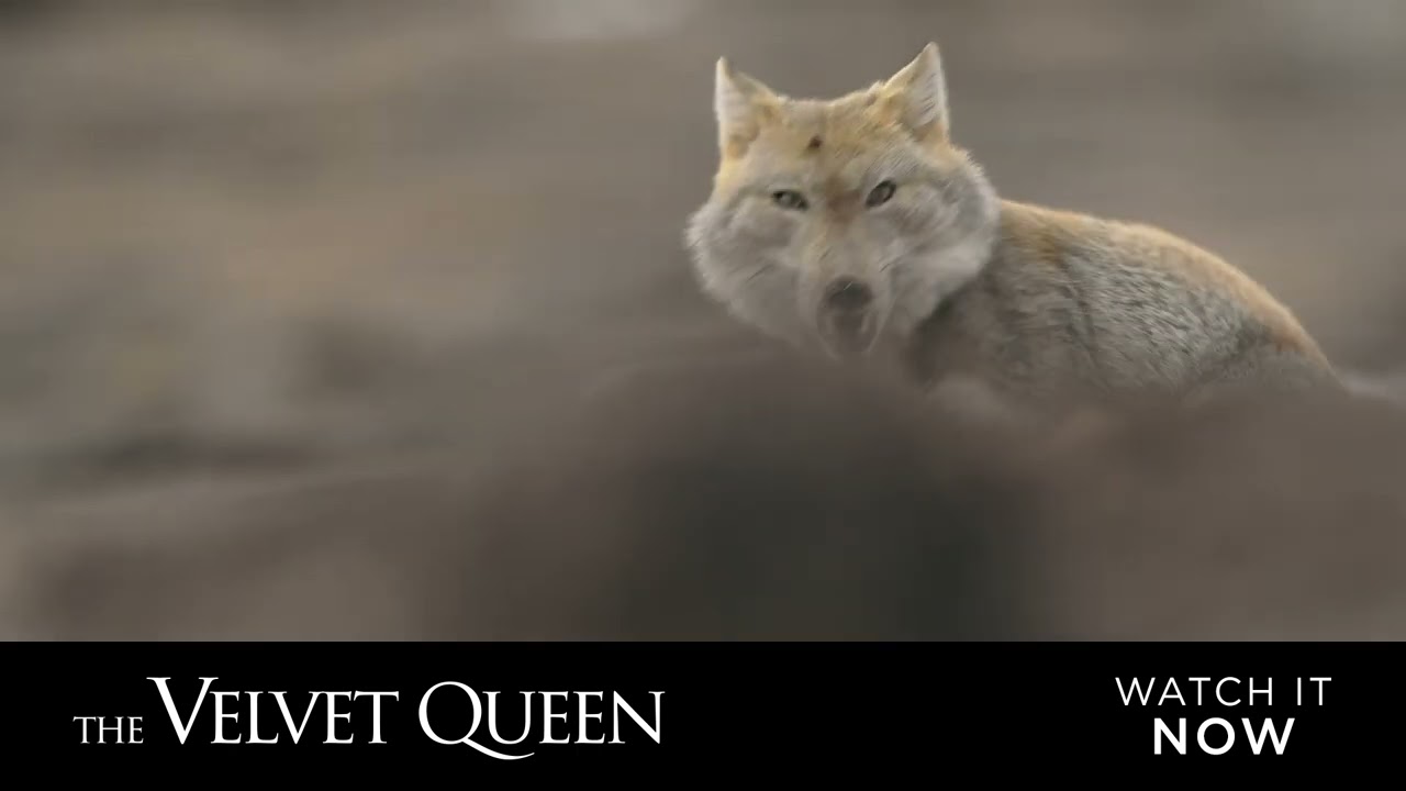 The Velvet Queen