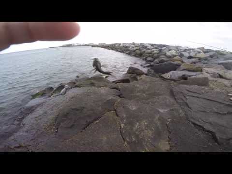saebass fishing sea-moneyfishing's secret spot