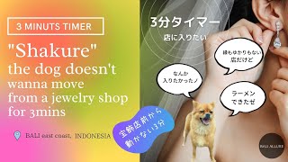 3分タイマー　「動かない」シャクレ犬リラさんがなぜか縁もゆかりもない宝飾店に入りたがり、3分移動しない動画です。