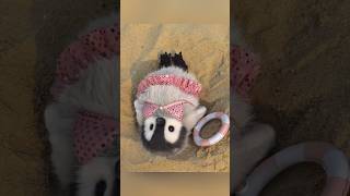 😭 It’s been so long… I want to go to the beach with my little penguin again #cute #penguin #fluffy