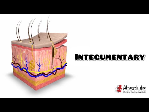 Integumentary CPT Medical Coding for the CPC and CCS Exams - Re-released