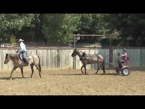 HOLLYWOOD LADYSMAN: Monty Roberts Willing Partners(TM)