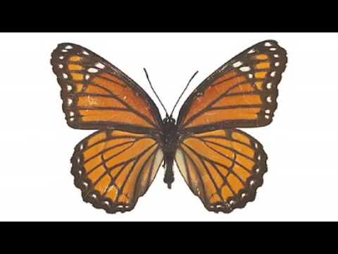 Papillon By Union Jack. Platipus Records 2009