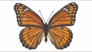 Papillon By Union Jack. Platipus Records 2009