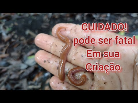 "SANGUESSUGA "CUIDADO COM ESTE PREDADOR DE MINHOCAS