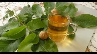 Листья грецкого ореха природное снадобье, которое самое время заготовить впрок
