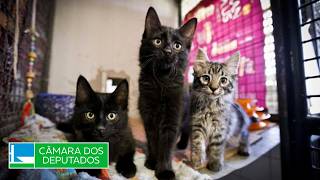  Relatório de Impacto da Causa Animal - 14/04/2026 10:00