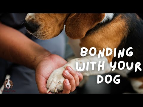 YouTube video about: How to connect with your dog on a deeper level?