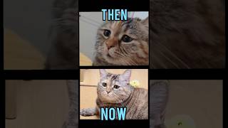 Download lagu Famous Cats memes(Then vs Now) #meme #memes #nostalgia #catmemes mp3