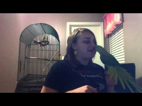 Introducing the flock: Xandria