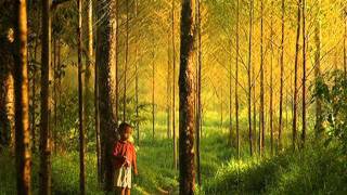 Deep Forest - Forest Hymn