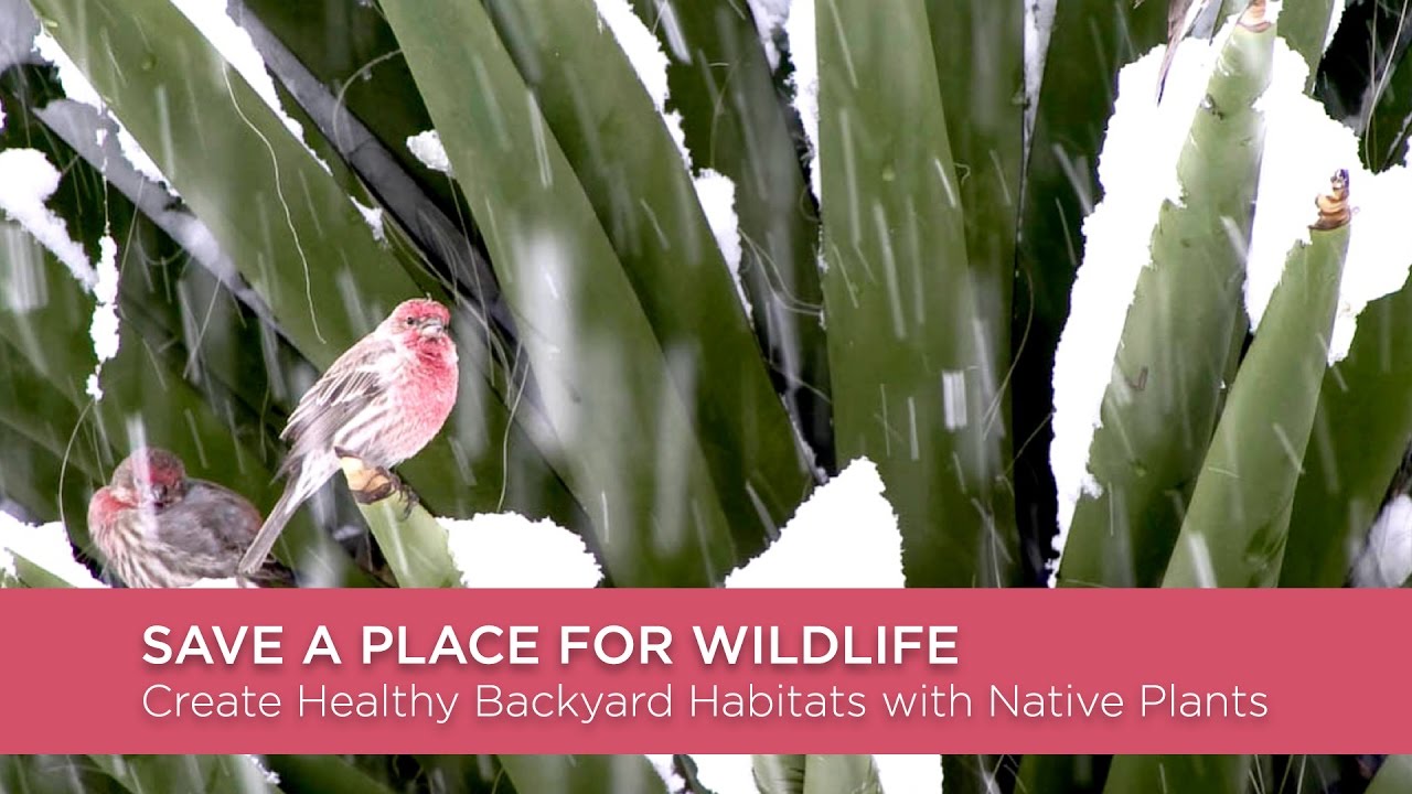 SAVE A PLACE FOR WILDLIFE: Create Healthy Backyard Habitats with Native Plants - George Miller