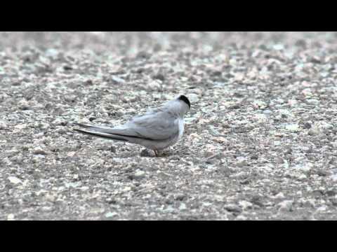 Least Tern (Panasonic GH2 + 100-300mm)