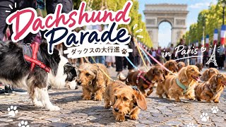 【パリのシャンゼリゼにダックス大集合!🐾】